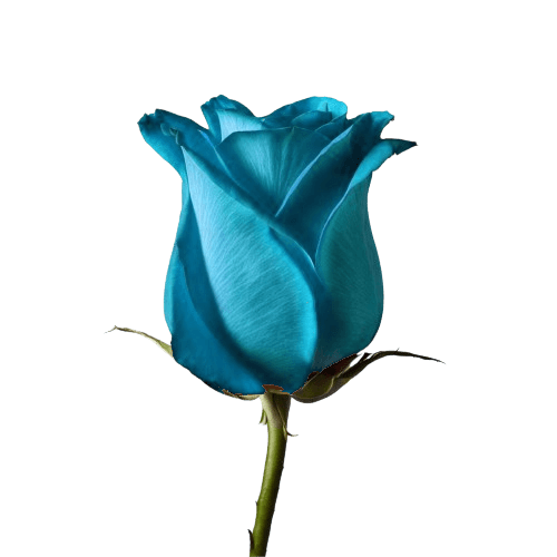 Blue Rose