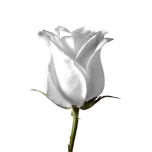 White Rose